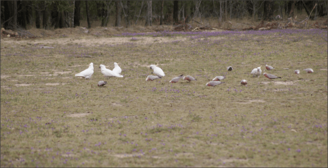 Photo of birds