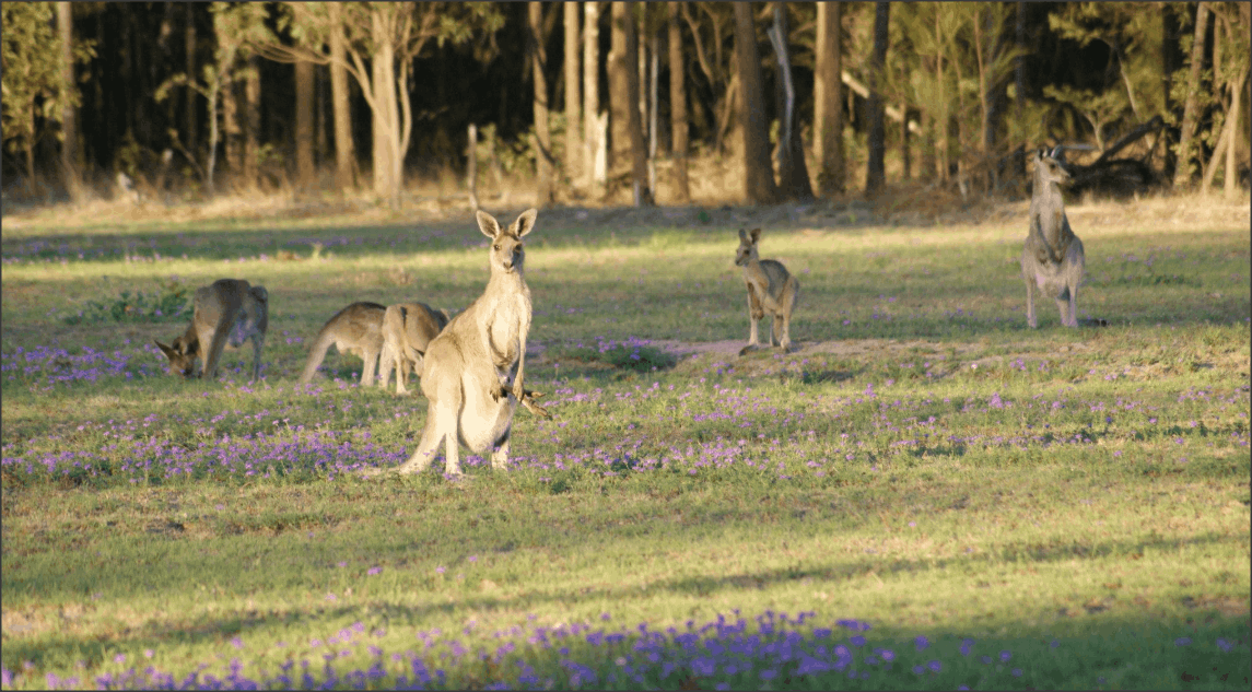 lots of kangaroo